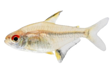 Lemon Tetra :: 71044