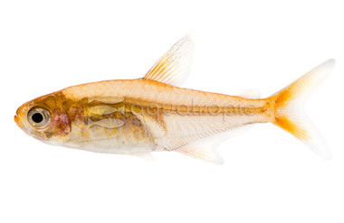 Ember Tetra :: 71052