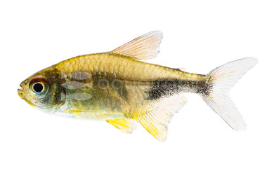 Pretty Tetra :: 71055