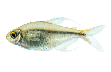 Aquatropic - Fish - Tetras - Quality Marine