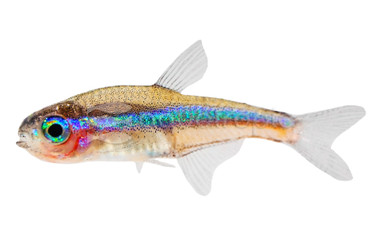 Green Neon Tetra :: 71063