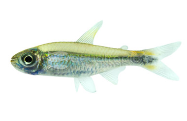 Costello/January Tetra :: 71085