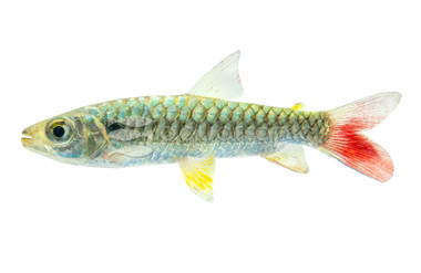 Chalceus Tucan Tetra :: 71401