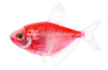 Glo Moonrise Pink Tetra :: 71501