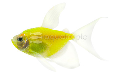 Glo Electric Green Longfin Tetra :: 72500