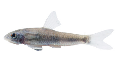 Spilota Algae Eater :: 00005