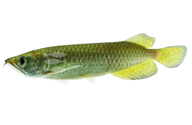 Jardini Arowana :: 06100
