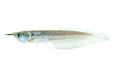 Silver Arowana :: 06201