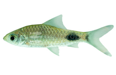 Rohan's Teardrop Barb :: 08000