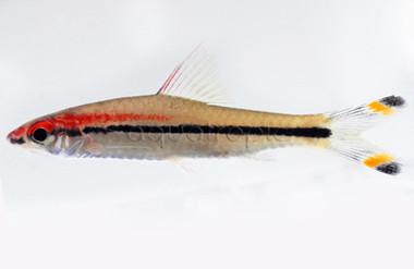 Denison Karnataka Barb :: 08002