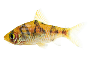 Rhombo Snakeskin Barb :: 08007