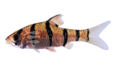 Five-Banded Pentazona Barb :: 08030