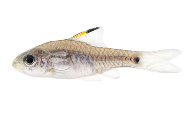 Drapefin Barb :: 08031