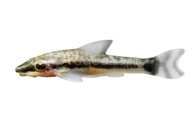 Otocinclus Catfish :: 17304
