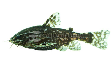 Raphael Spotted :: 17348