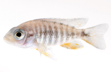 Peacock Lemon Jake :: 18039