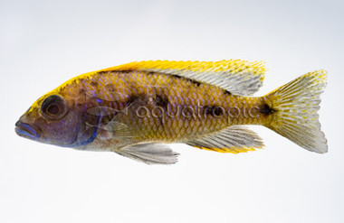 Yellow Blaze Lithobates :: 18062