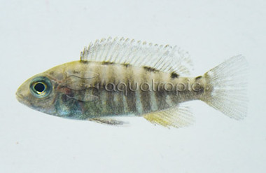 German Red Flush Peacock Cichlid :: 18066