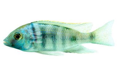 Deep Water Rainbow Malawi Cichlid :: 18150