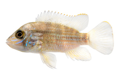 Green Terror Cichlid :: 18302