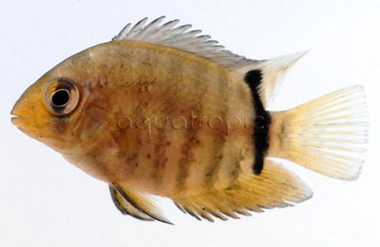 Severum, Green Banded Peruvian :: 18356