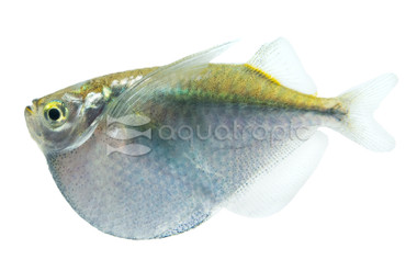 Platinum Hatchetfish :: 35001