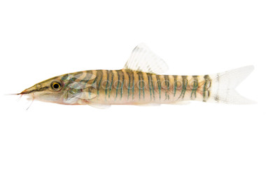 Tiger Green Loach :: 43012