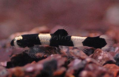 Panda Loach :: 43100