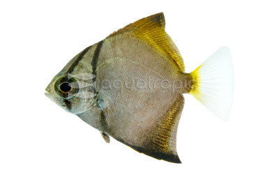 Argenteus Mono :: 49511