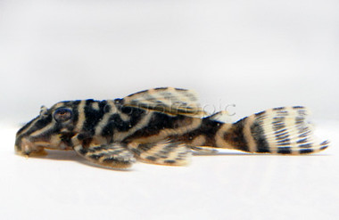 Zebra Orinoco L129 Plecostomus :: 58001