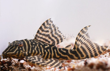 Royal King Alenquer Plecostomus L-401 :: 58036