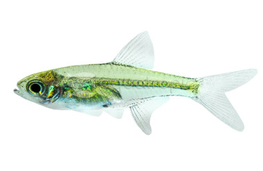 Green Kubotai Rasbora :: 62003