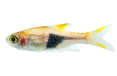 Harlequin Florida Raised :: 62004