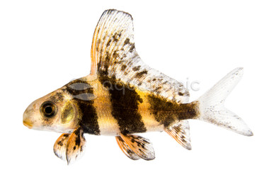 Chinese Hifin Banded Shark :: 65007