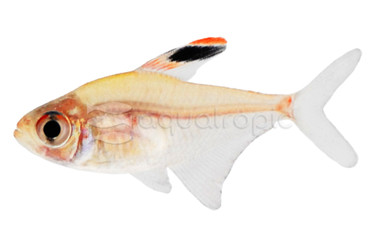 Bleeding Heart Tetra :: 71012