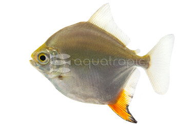 Red Hook Silver Dollar  :: 71101