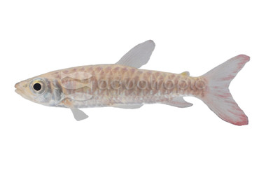 Chalceus Pink Tail Tetra :: 71400