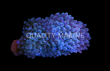 Bulb Anemone :: 50000