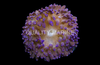 Purple Long Tentacle Anemone :: 50014