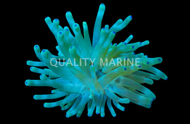 Colored Reef Anemone :: 50016