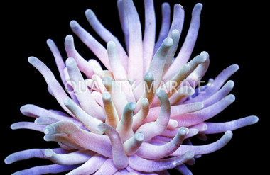 Reef Anemone :: 50057