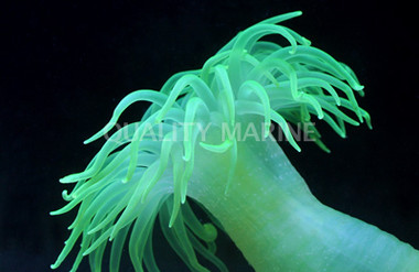 Neon Japanese Anemone - Quality Marine