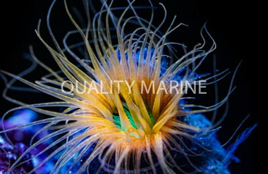 Tube Anemone :: 50086