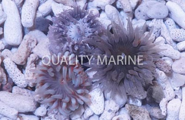 Beadlet Anemone :: 50097