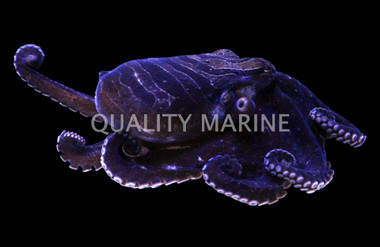 Larger Pacific Striped Octopus :: 50510