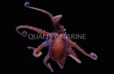 Atlantic Pygmy Octopus :: 50513