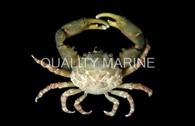 Emerald Crab :: 52507