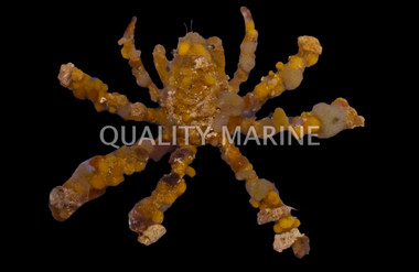 Spider Decorator Crab :: 52529