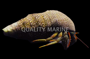 Dwarf Red Tip Hermit Crab :: 52546