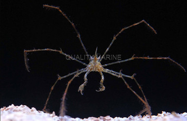Longfinger Neck Arrow Crab :: 52584
